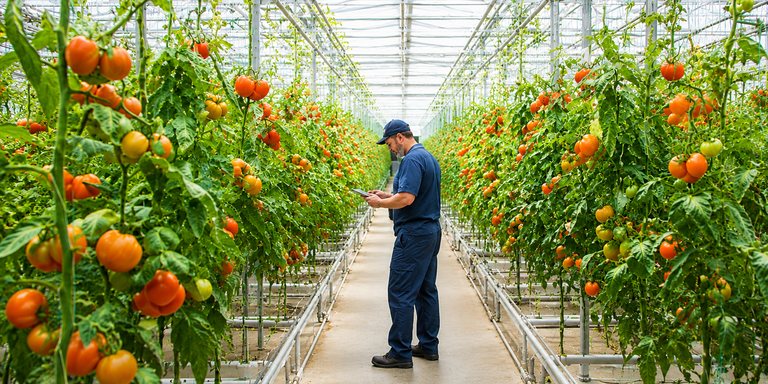 Greenhouse case study