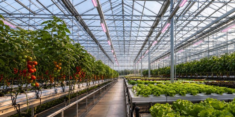 Greenhouse cultivation