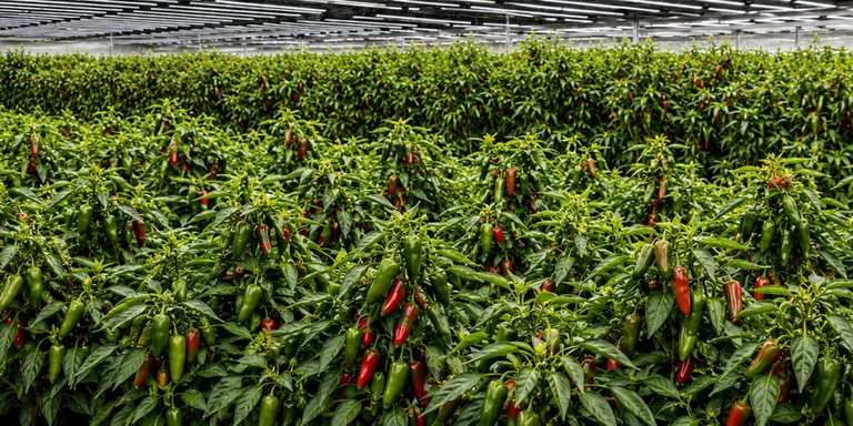 Lighting with the InnovoGrow system